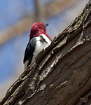 Red headed Woodpecker 1697